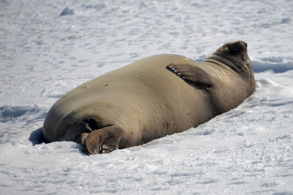 16 Elephant Seal Showing His Finger Nails On Aitcho Barrientos Island In South Shetland Islands On Quark Expeditions Antarctica Cruise